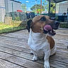 dog, brown_and_white, tongue_out, wooden_deck, outdoor, fence, garden, plants, sky, clouds, sunny, pet, canine, sitting, fur, animal, backyard, daylight, happy, tongue
