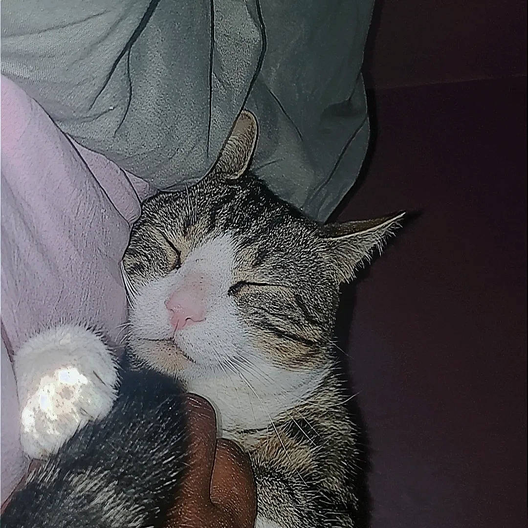 Dash joined the competition — help win amazing prizes! art, carnivore, cat, comfort, domestic_short_haired_cat, felidae, fur, pattern, paw, sleeve, small_to_medium_sized_cats, snout, tail, terrestrial_animal, visual_arts, whiskers