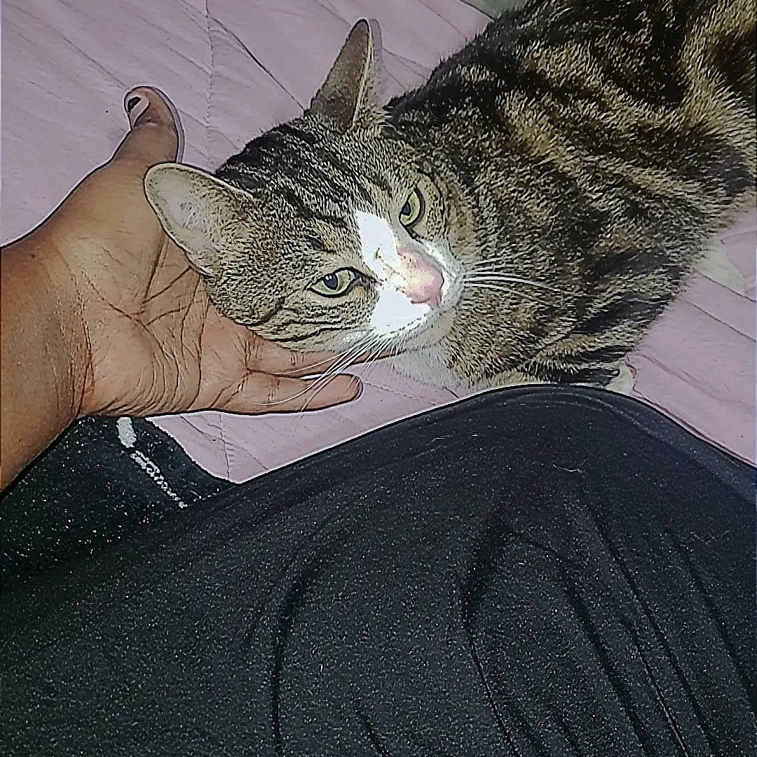 Dash is registered to the contest to win money with this photo: arm, art, carnivore, cat, comfort, domestic_short_haired_cat, eye, felidae, fur, gesture, hand, head, human_body, human_leg, leg, paw, small_to_medium_sized_cats, snout, tail, whiskers