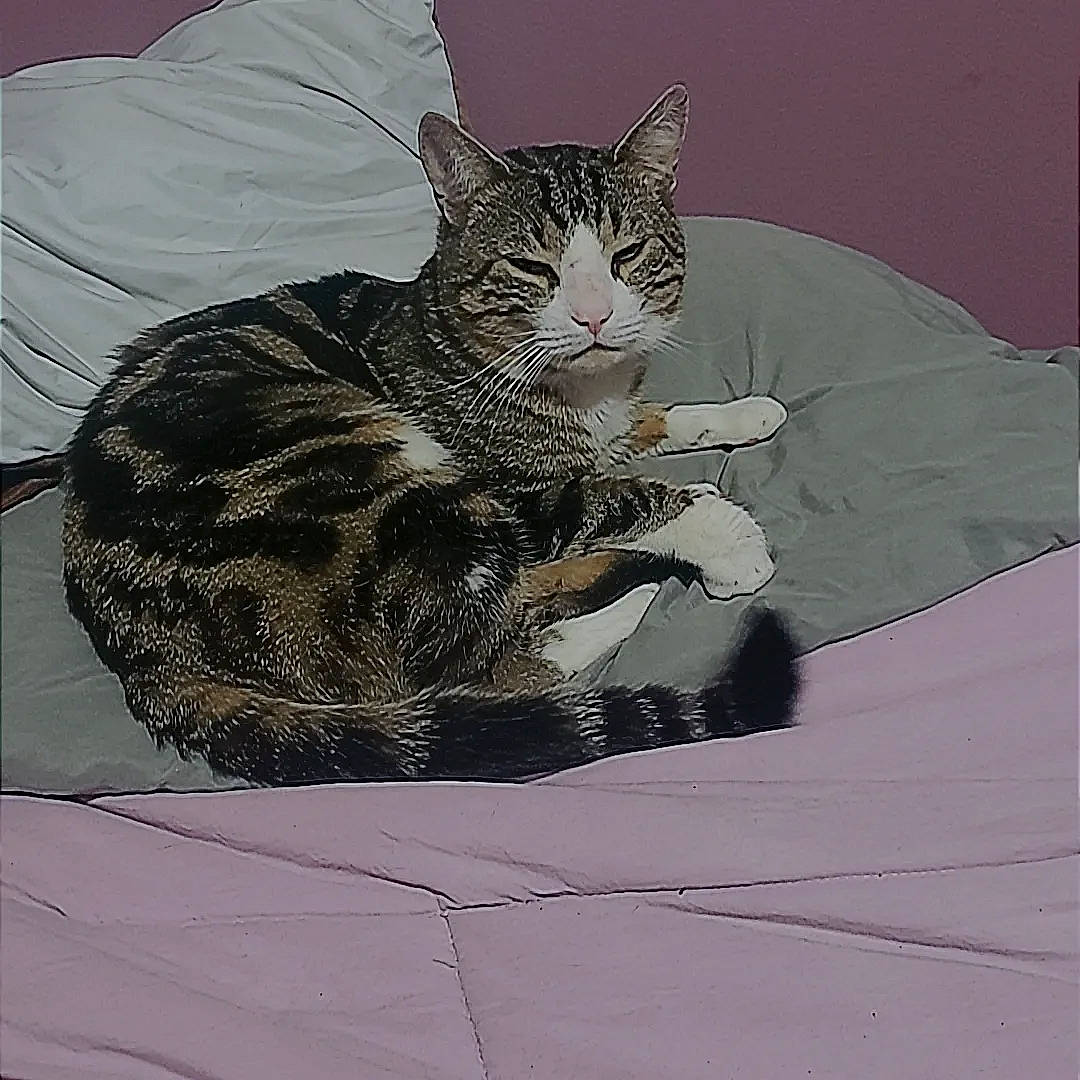 Dash is registered to the contest to win money with this photo: art, black_cat, carnivore, cat, claw, comfort, domestic_short_haired_cat, drawing, felidae, fur, grey, illustration, painting, paw, sitting, small_to_medium_sized_cats, snout, tail, terrestrial_animal, whiskers