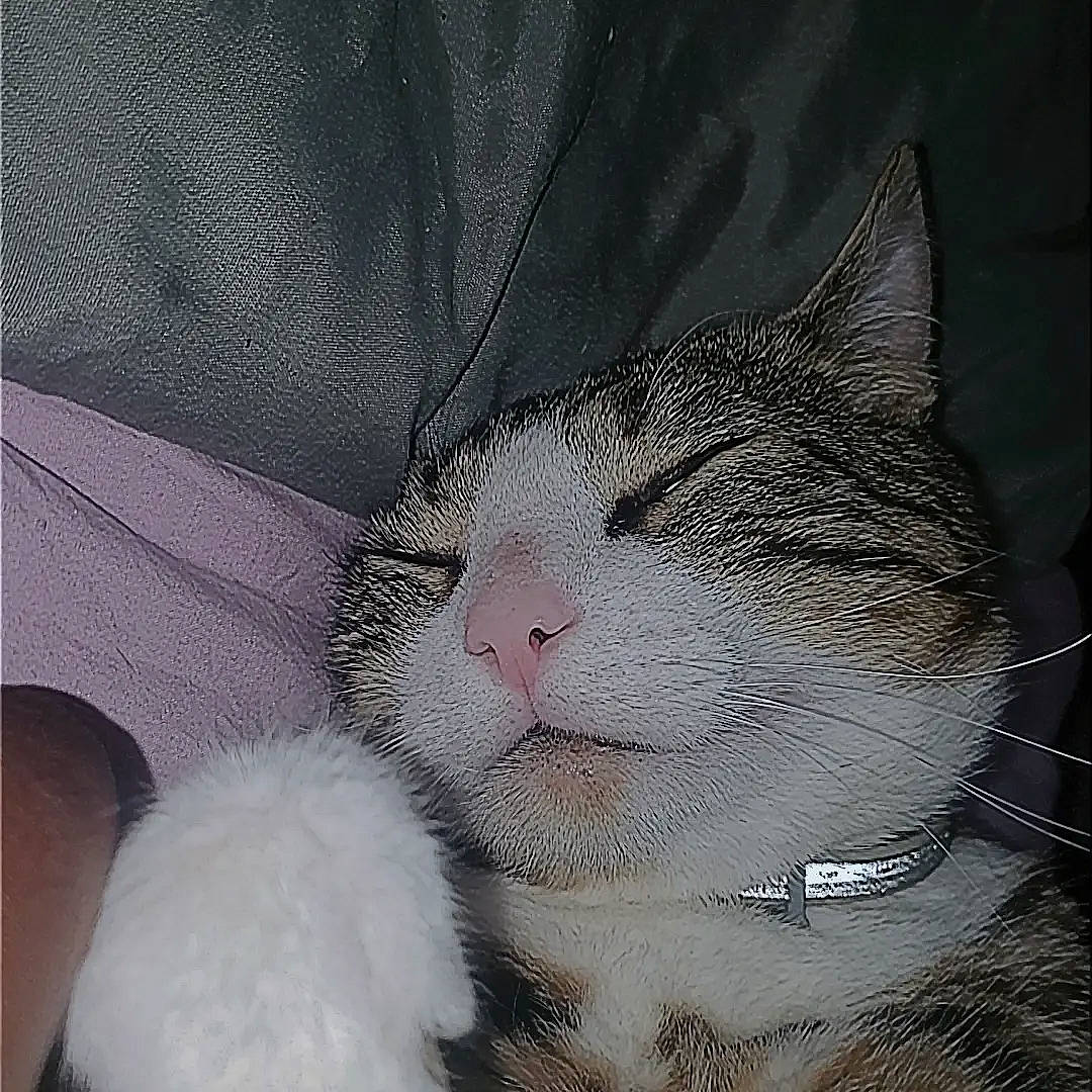 Dash is registered to the contest to win money with this photo: carnivore, cat, claw, comfort, domestic_short_haired_cat, eye, felidae, foot, fur, head, leg, paw, sleep, small_to_medium_sized_cats, snout, tail, terrestrial_animal, whiskers