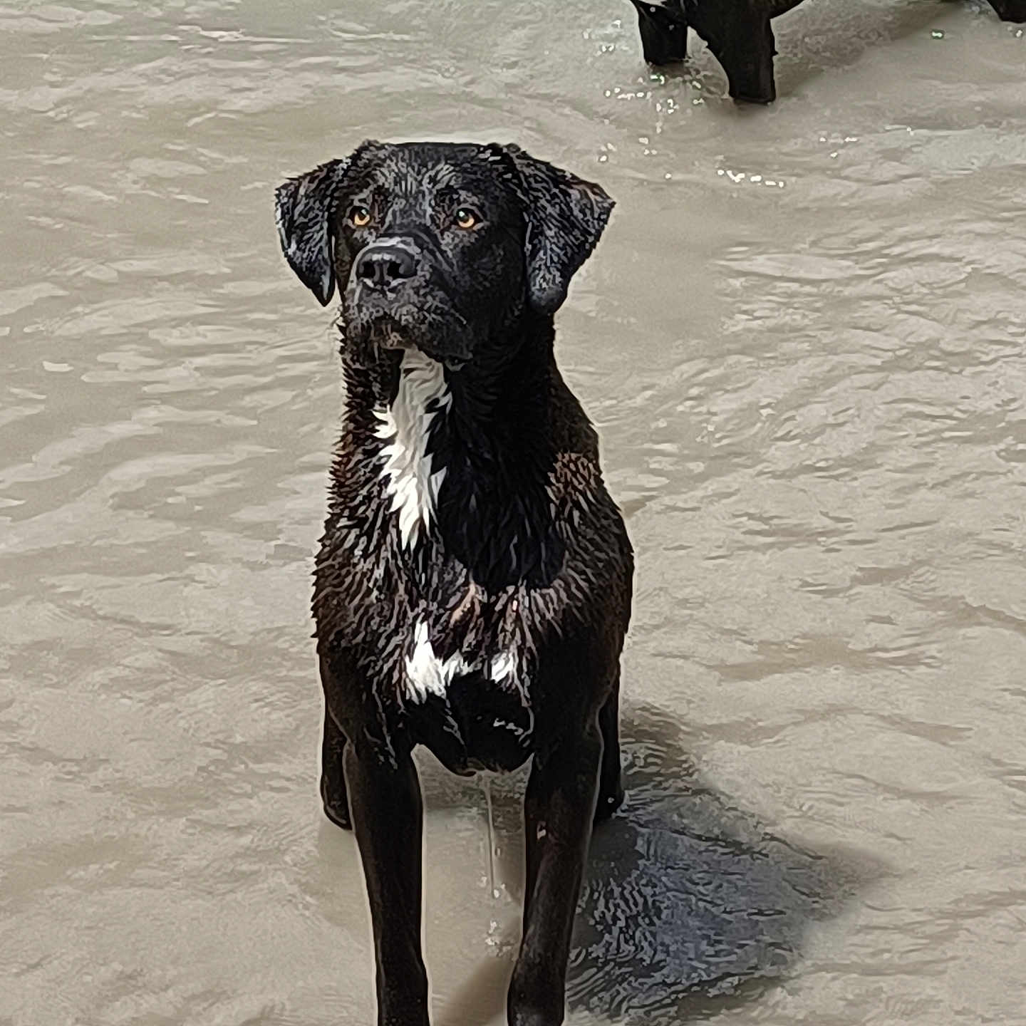 Odin a rejoint le concours — aidez-le/la à gagner de superbes lots ! accessories, animal, beach, bear, boxer, bulldog, canine, coast, dog, hound, labradorretriever, nature, outdoors, pet, pointer, pug, puppy, sea, shoreline, water