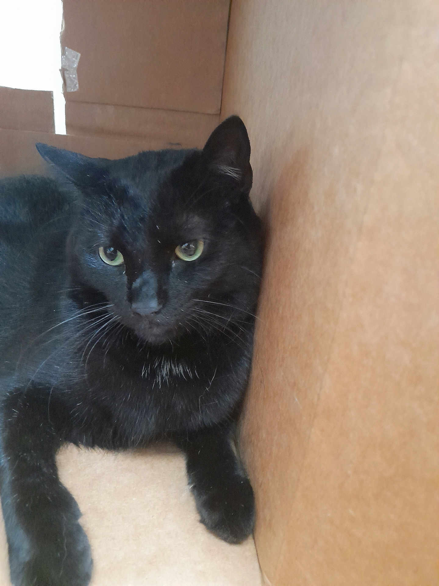 Bagheera