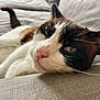 cat, close_up, relaxed, lying_down, whiskers, couch, indoor, pet, feline, texture, soft_lighting, resting, animal, fur, pink_nose, black_and_white, cozy, lazy, domestic_cat, portrait