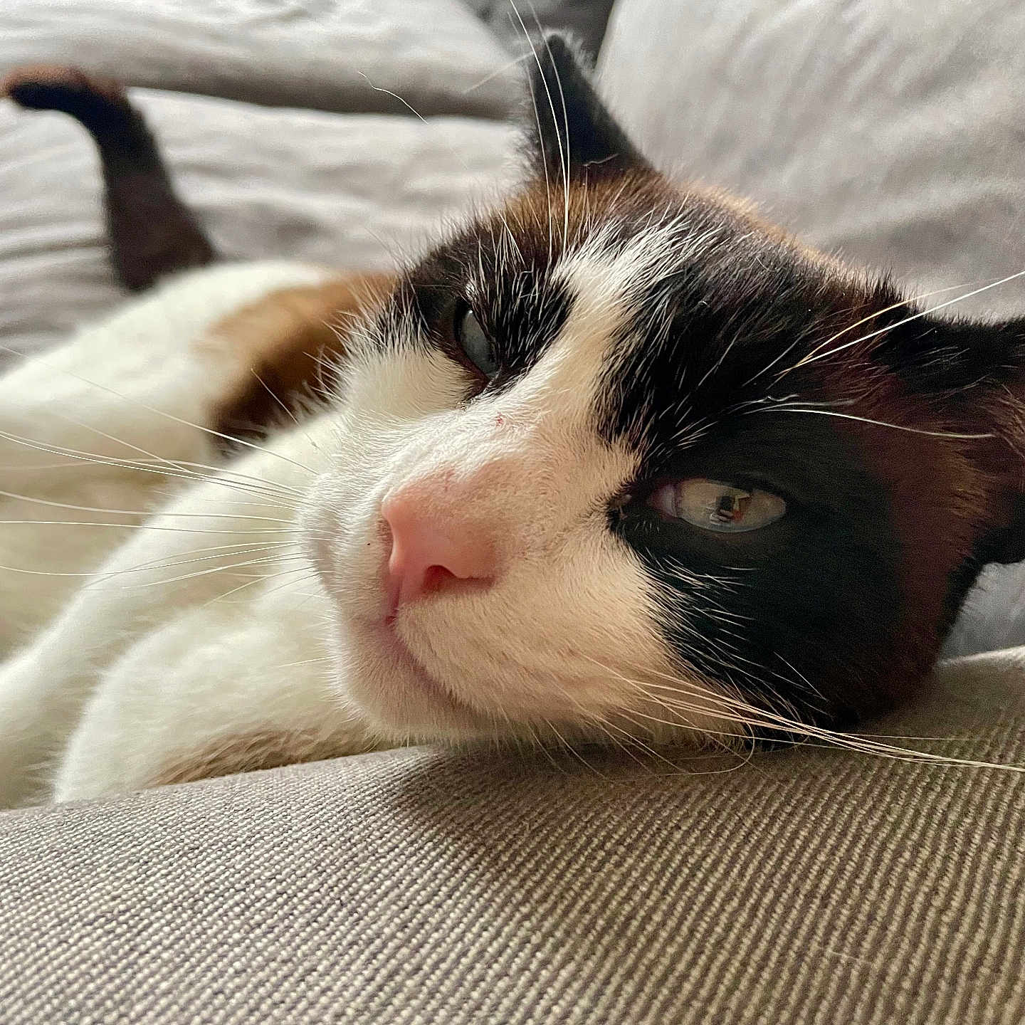 Bibu participe au concours pour gagner de l'argent avec cette photo : animal, black_and_white, cat, close_up, couch, cozy, domestic_cat, feline, fur, indoor, lazy, lying_down, pet, pink_nose, portrait, relaxed, resting, soft_lighting, texture, whiskers