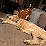 Copper joined the competition — help win amazing prizes! dog, curly_coat, sleeping, lying_down, couch, gingerbread_man, stuffed_toy, christmas, holiday, pillow, living_room, indoor, relaxed, pet, brown_dog, tan_fur, long_body, paws, cozy, home_decor