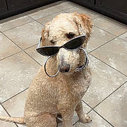Copper is registered to the contest to win money with this photo: dog, curly_coat, sunglasses, eyeglasses, pet, animal, sitting, kitchen, tile_floor, dark_cabinets, portrait, funny, fashionable, accessories, collar, leash, cream_colored, indoor, posed, photography