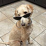 dog, curly_coat, sunglasses, hoop_earring, fashionable, sitting, indoors, kitchen, tile_floor, dark_cabinets, pet, animal, portrait, funny, accessories, cream_colored, floppy_ears, collar, long_tail, home