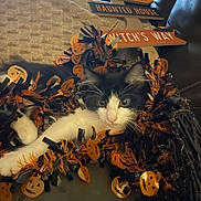 Oreo is registered to the contest to win money with this photo: cat, black_and_white, halloween, garland, jack_o_lantern, decorations, couch, sign, spooky, haunted_house, witchs_way, indoor, pet, animal, cute, festive, holiday, orange, black, white