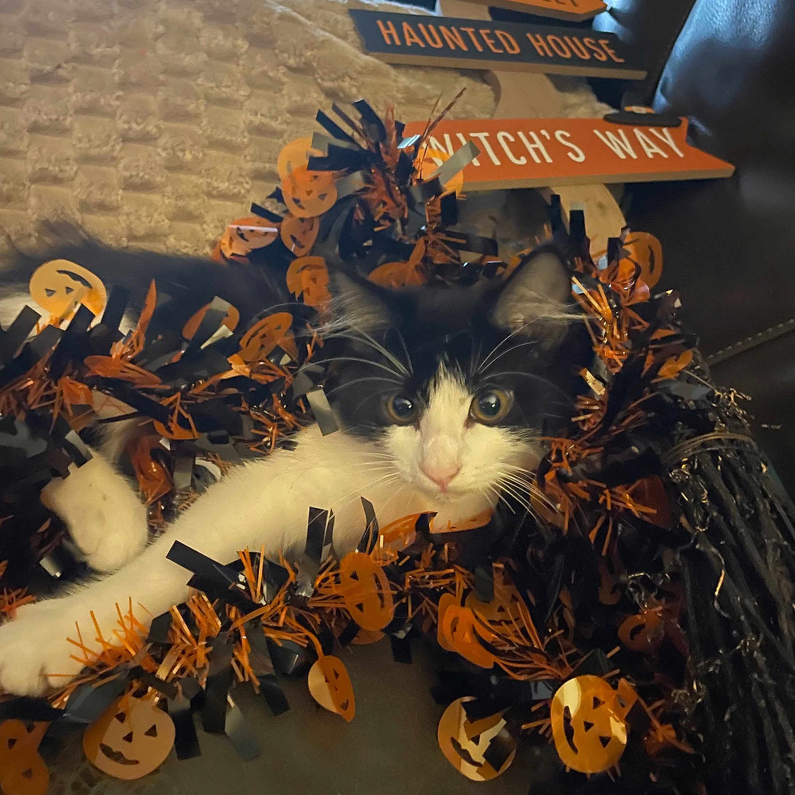 Oreo is registered to the contest to win money with this photo: animal, black, black_and_white, cat, couch, cute, decorations, festive, garland, halloween, haunted_house, holiday, indoor, jack_o_lantern, orange, pet, sign, spooky, white, witchs_way