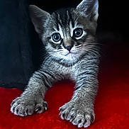 Max is registered to the contest to win money with this photo: kitten, cat, tabby, paw, fur, eyes, whiskers, red_background, cute, pet, animal, young, feline, indoor, portrait, curious, small, claws, soft, playful