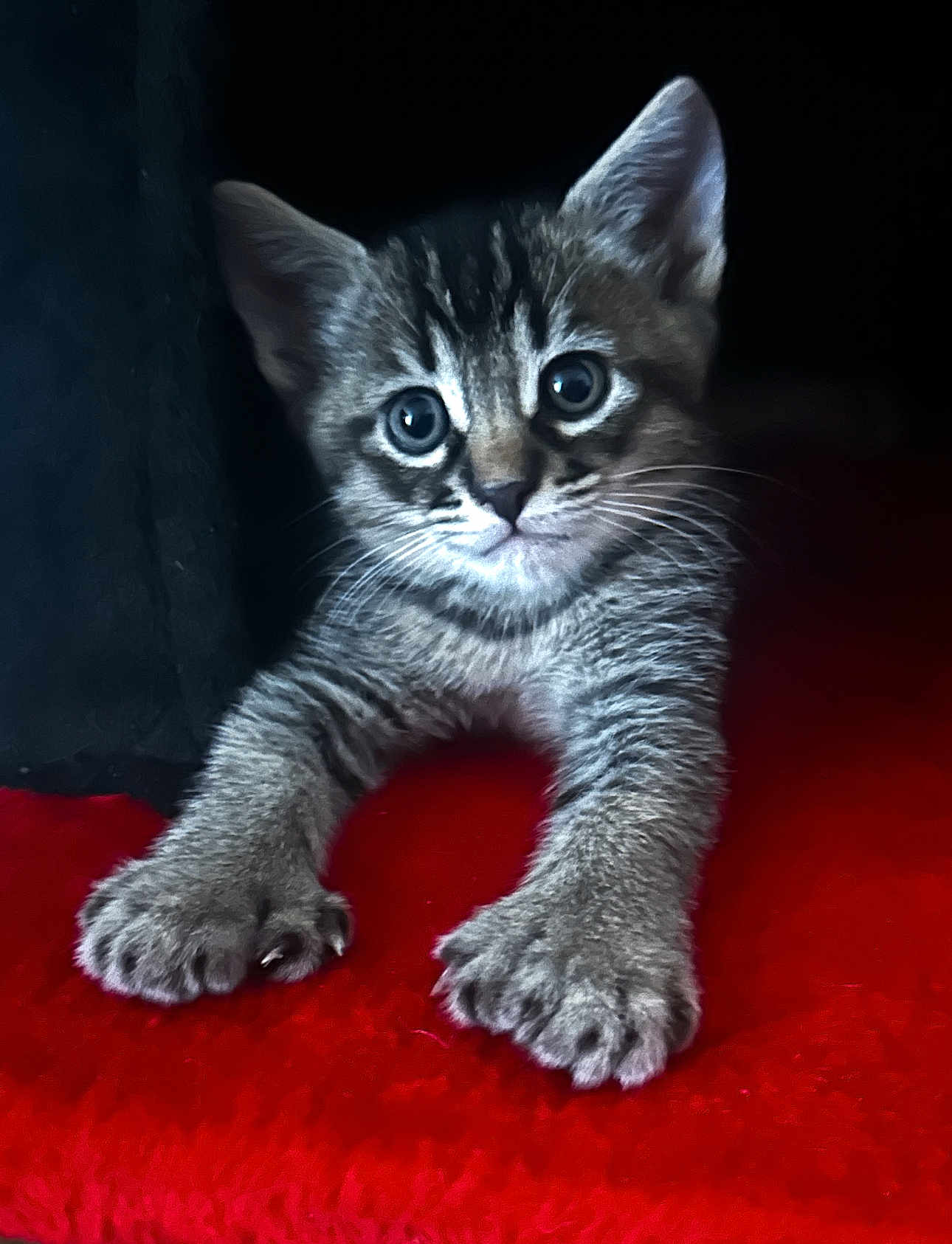 Max is registered to the contest to win money with this photo: kitten, cat, tabby, paw, fur, eyes, whiskers, red_background, cute, pet, animal, young, feline, indoor, portrait, curious, small, claws, soft, playful