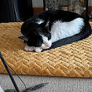 Chouquette a rejoint le concours — aidez-le/la à gagner de superbes lots ! animal, black_and_white, blanket, bottles, cat, couch, cozy, curled_up, feather_toy, furniture, home, indoors, mustard_yellow, nap, paw, pet, relaxed, sleeping, tail, textured_fabric