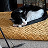 animal, black_and_white, blanket, bottles, cat, couch, cozy, curled_up, feather_toy, furniture, home, indoors, mustard_yellow, nap, paw, pet, relaxed, sleeping, tail, textured_fabric