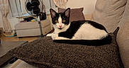 Chouquette participe au concours pour gagner de l'argent avec cette photo : animal, black_and_white, cat, couch, curtains, cushion, fan, feline, furniture, home_decor, indoors, living_room, lying_down, pet, pointed_ears, portrait, relaxed, tuxedo_cat, whiskers, yellow_eyes