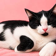Chouquette participe au concours pour gagner de l'argent avec cette photo : cat, black_and_white, sleeping, pink_background, fur, whiskers, pet, cute, relaxed, animal, close_up, domestic_cat, resting, soft_texture, indoor, feline, adorable, peaceful, pink_nose, heart_shape
