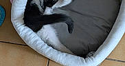 Chouquette participe au concours pour gagner de l'argent avec cette photo : cat, black_and_white_cat, pet_bed, string, playing, paws, tail, cozy, plush, cushion, indoor, floor_tiles, pink, gray, animal, fur, cute, resting, tiled_floor, pet