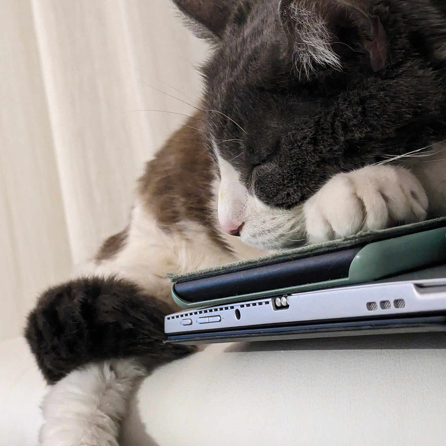 Gribouille participe au concours pour gagner de l'argent avec cette photo : animal, cat, computer, computerhardware, computerkeyboard, couch, desk, electronics, furniture, hardware, kitten, laptop, manx, monitor, pc, pet, screen, shelf, table, wood
