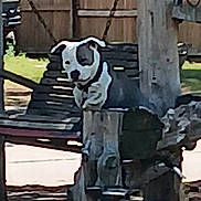 Dozier joined the competition — help win amazing prizes! dog, wood, fence, outdoor, daylight, grass, tree, swing, pet, animal, yard, playful, black_and_white, collar, sunlight, shadows, nature, wooden_structure, backyard, leisure