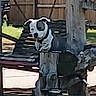 dog, wood, fence, outdoor, daylight, grass, tree, swing, pet, animal, yard, playful, black_and_white, collar, sunlight, shadows, nature, wooden_structure, backyard, leisure