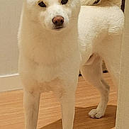 Otawa a rejoint le concours — aidez-le/la à gagner de superbes lots ! alert, animal, canine, companion, curled_tail, dog, domestic, four_legs, fur, house, indoor, looking, mammal, nose, pet, pointed_ears, portrait, standing, white_dog, wooden_floor