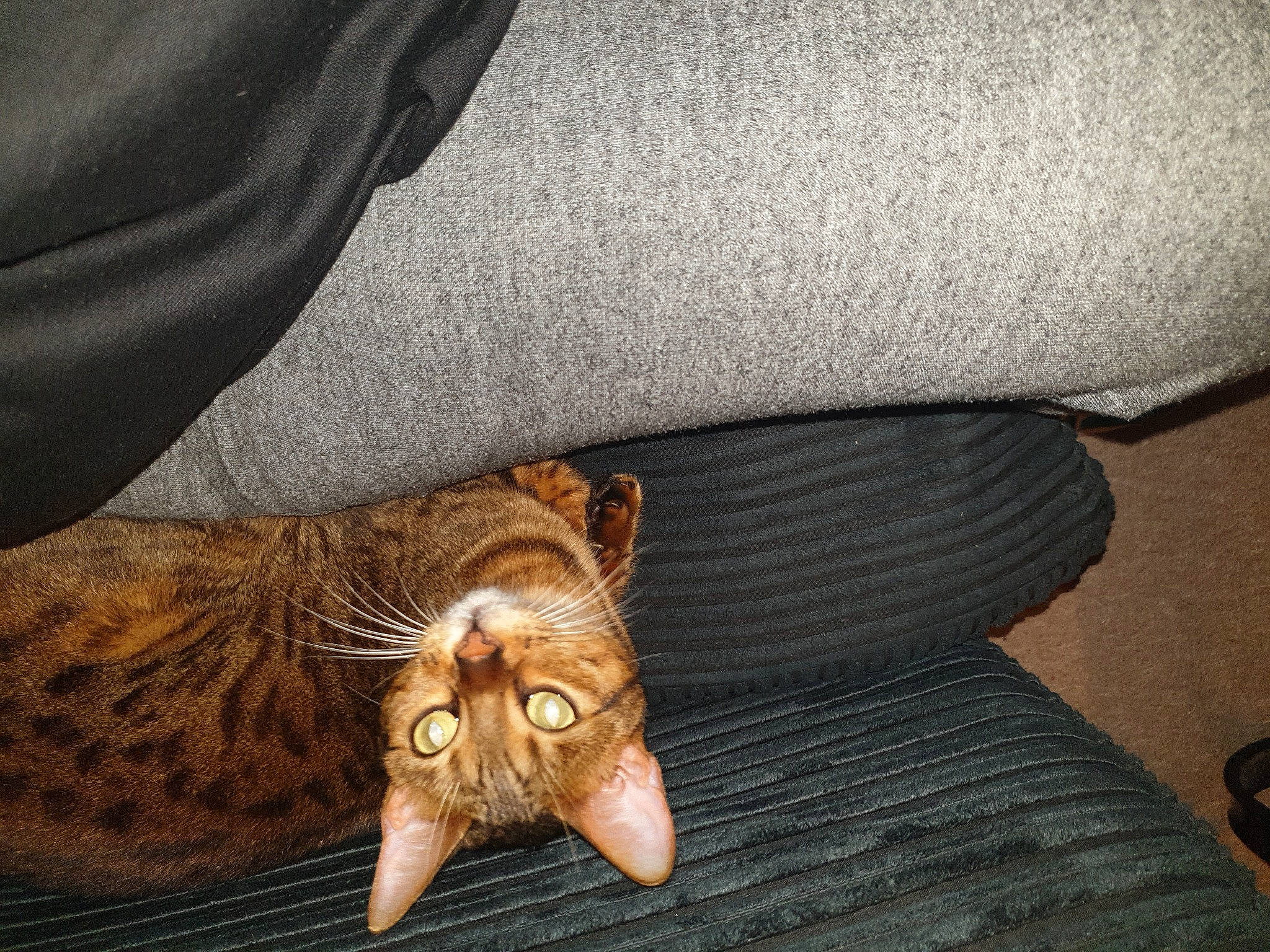 Yara joined the competition — help win amazing prizes! bat, cat, comfort, fawn, felidae, flooring, foot, fur, hardwood, human_leg, linens, metal, musical_instrument, nail, pattern, paw, small_to_medium_sized_cats, terrestrial_animal, whiskers, wood