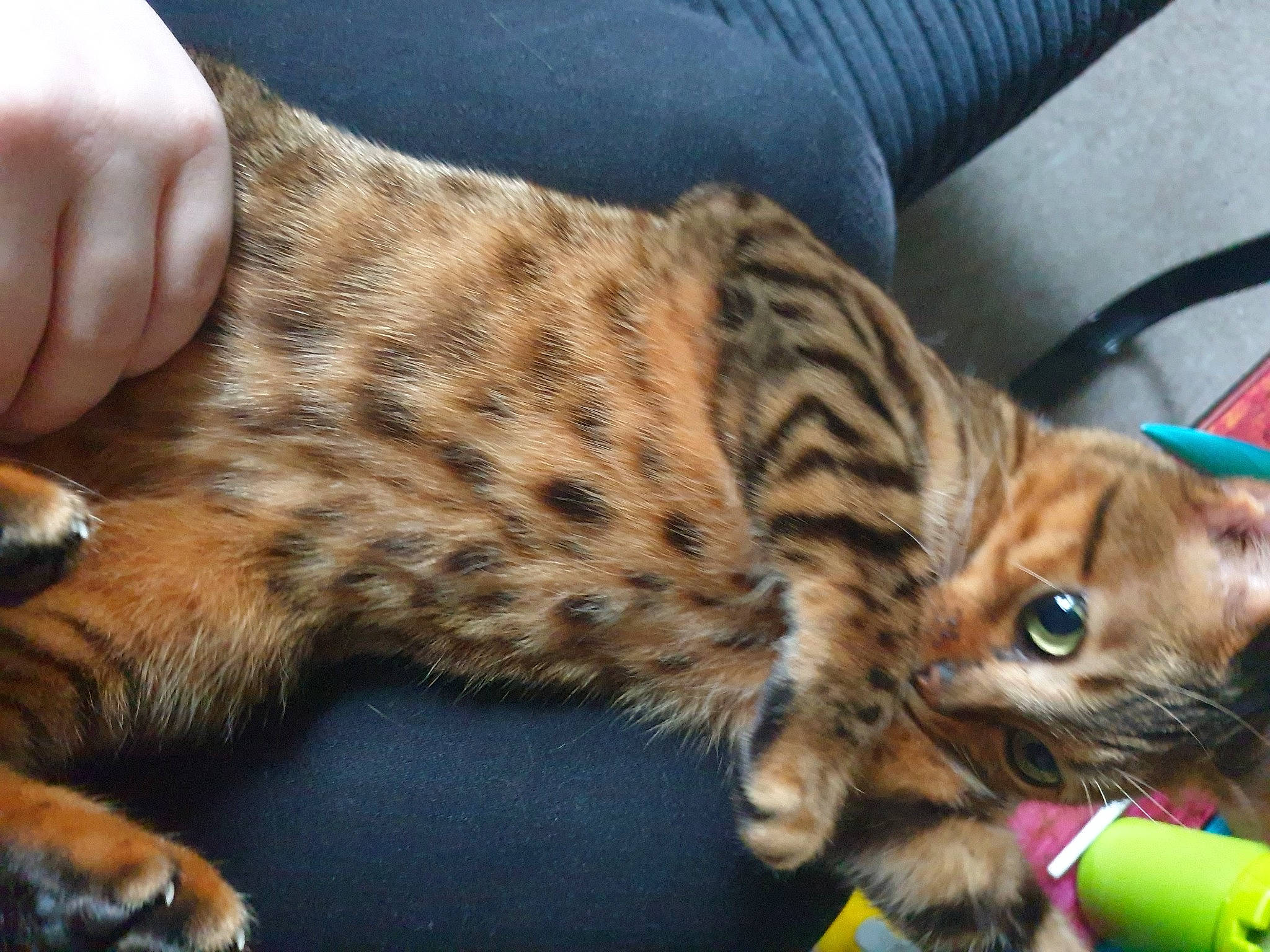 Yara is registered to the contest to win money with this photo: big_cats, carnivore, cat, claw, domestic_short_haired_cat, felidae, fur, mammal, paw, small_to_medium_sized_cats, snout, tail, terrestrial_animal, whiskers, wildlife