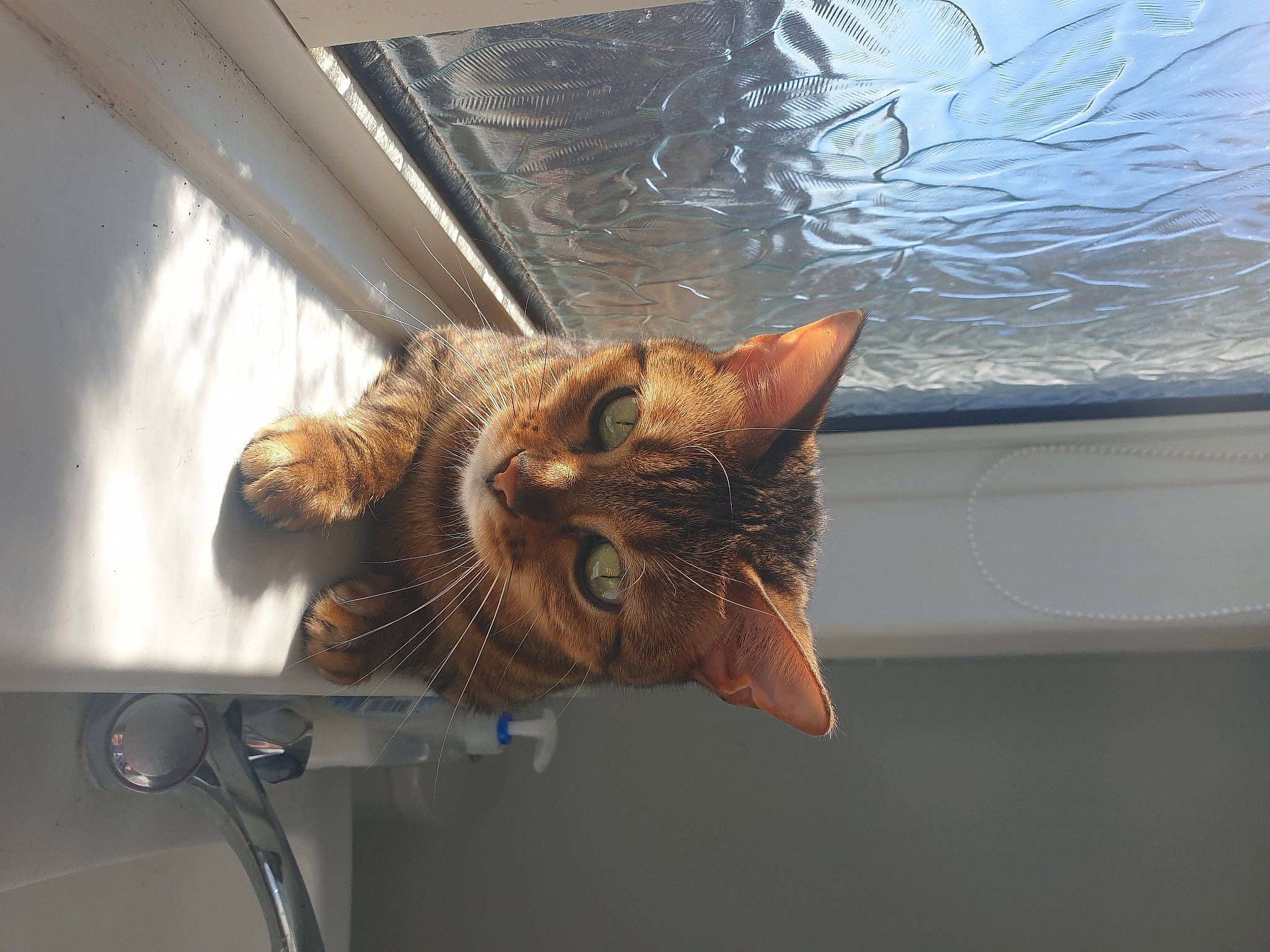 Yara is registered to the contest to win money with this photo: carnivore, cat, claw, domestic_short_haired_cat, door, fawn, felidae, flowerpot, fur, houseplant, metal, plant, room, small_to_medium_sized_cats, snout, tail, whiskers, wildlife, window, wood