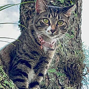 Nala joined the competition — help win amazing prizes! animal, branch, cat, close_up, collar, curious, daylight, eyes, fauna, fur, green, mammal, moss, nature, outdoor, pet, tabby_cat, tree, whiskers, wildlife