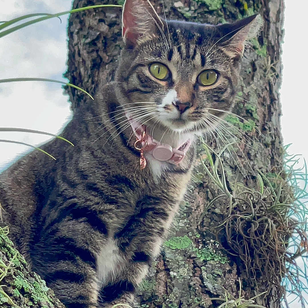 Nala joined the competition — help win amazing prizes! animal, branch, cat, close_up, collar, curious, daylight, eyes, fauna, fur, green, mammal, moss, nature, outdoor, pet, tabby_cat, tree, whiskers, wildlife