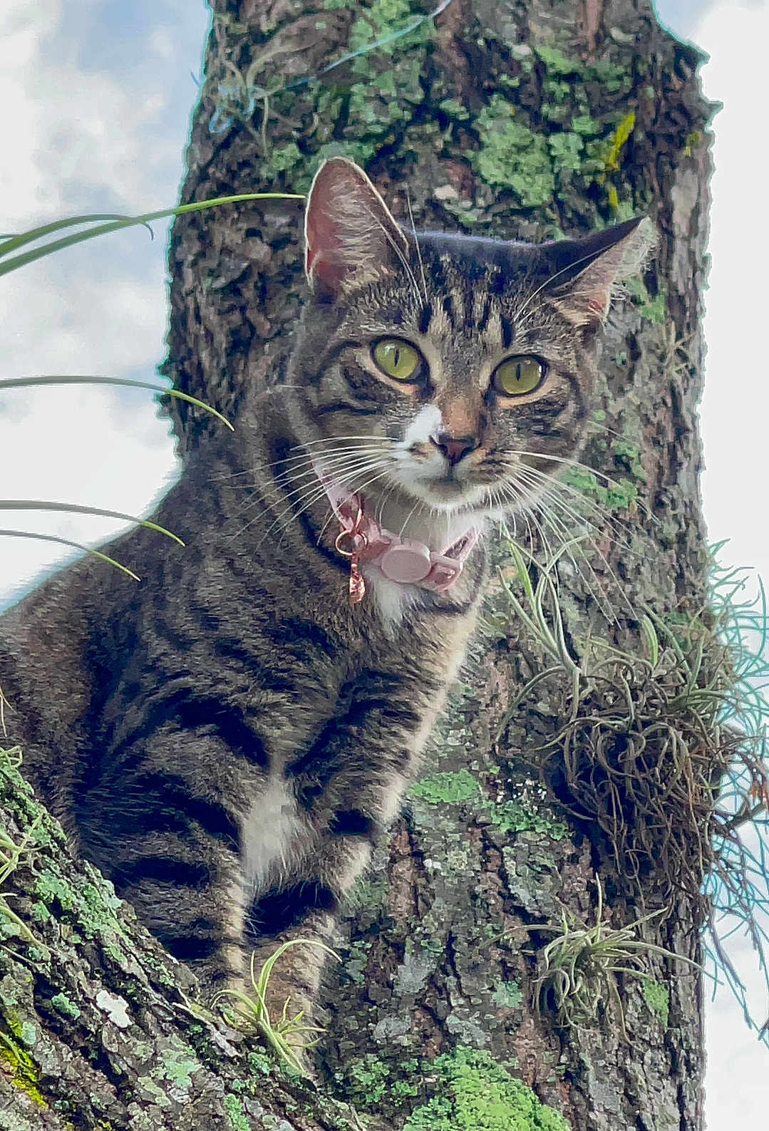 Nala