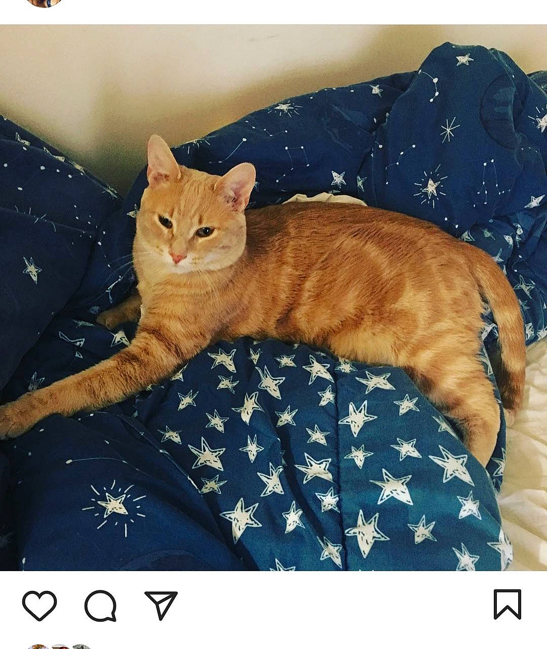 Savannah joined the competition — help win amazing prizes! bedding, carnivore, cat, cat_supply, comfort, domestic_short_haired_cat, electric_blue, fawn, felidae, fur, linens, mammal, paw, photo_caption, rectangle, small_to_medium_sized_cats, tail, textile, vertebrate, whiskers