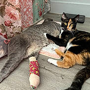 Diesel joined the competition — help win amazing prizes! animal, calico_cat, cast, cat, closeup, companion, cone, curtain, domestic_cat, feline, floor, floral_curtain, gray_cat, indoor, injury, laying_down, looking, pet, recovery, resting