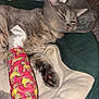 Diesel joined the competition — help win amazing prizes! animal, cast, cat, comfort, cone, cozy, cute, domestic, fabric, feline, gray_cat, healing, indoor, injury, paw, pet_bed, recovery, resting, sleepy, teddy_bear_pattern