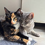 Petra is registered to the contest to win money with this photo: animal, calico_cat, cat, closeup, companionship, cute, domestic_cat, ears, feline, floor, fur, gray_cat, indoor, mat, paws, pets, relaxed, resting, whiskers, yellow_eyes