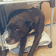 Abby is registered to the contest to win money with this photo: dog, black_dog, blanket, floor, tile_floor, indoor, furniture, legs, pet, animal, resting, lying_down, canine, household, cozy, sleepy, closeup, fur, paw, room