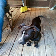 Blackey is registered to the contest to win money with this photo: dog, black_dog, wooden_porch, broom, door, person_partial, chair, wood_floor, pet, animal, indoor, standing, blurry, collar, ears, tail, leash, home, background, floorboards