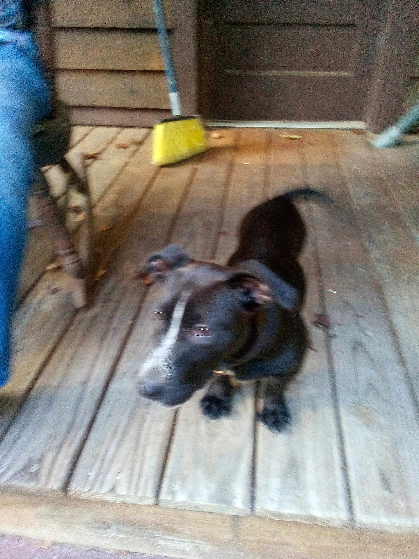 Blackey is registered to the contest to win money with this photo: dog, black_dog, wooden_porch, broom, door, person_partial, chair, wood_floor, pet, animal, indoor, standing, blurry, collar, ears, tail, leash, home, background, floorboards