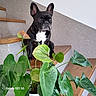 dog, french_bulldog, stairs, plant, indoor, wood, leaf, green, houseplant, pet, animal, portrait, sitting, fur, ears, white_chest, wall, texture, domestic, companion