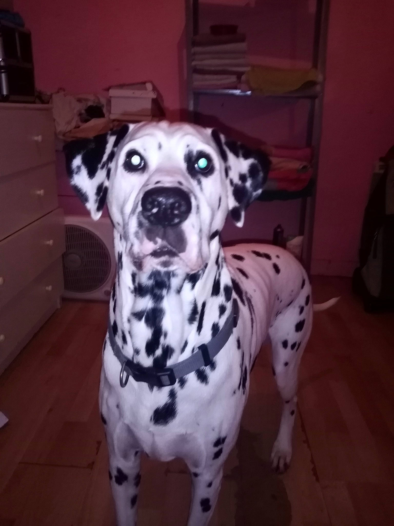 Jackson participe au concours pour gagner de l'argent avec cette photo : cabinetry, canidae, carnivore, chest, chest_of_drawers, chiffonier, companion_dog, dalmatian, dog, dog_breed, dog_supply, drawer, dresser, floor, flooring, pet_supply, shelf, snout, sporting_group, working_animal