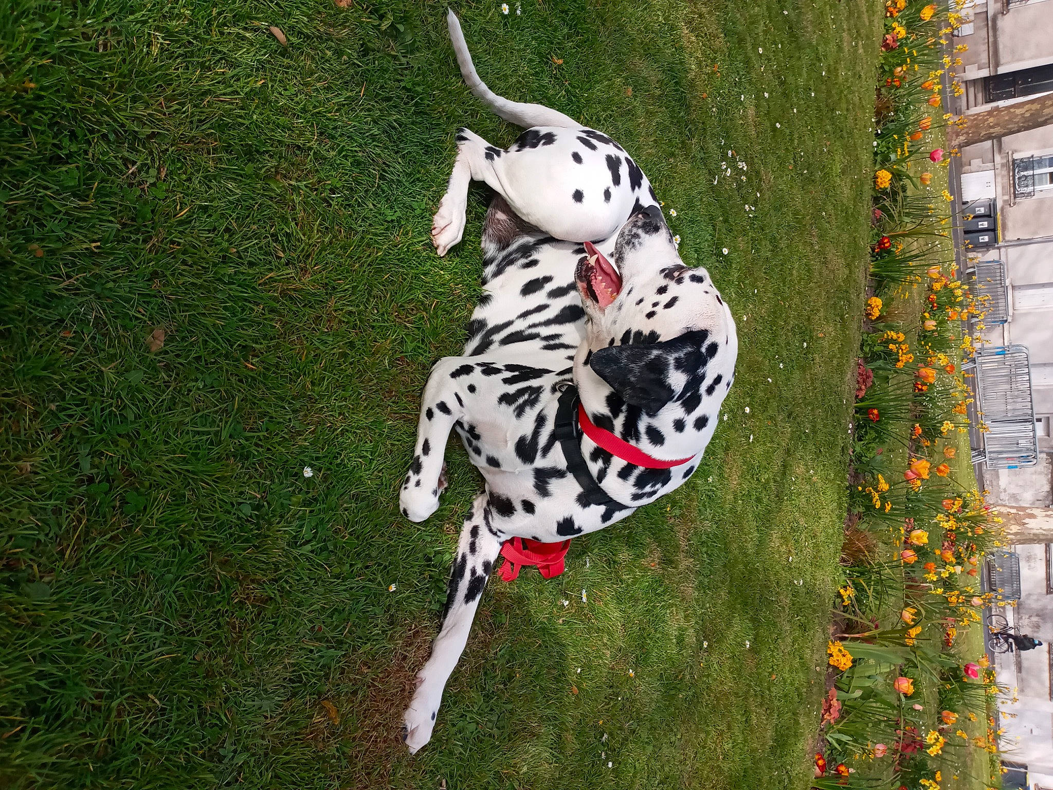 Djamsy participe au concours pour gagner de l'argent avec cette photo : art, canidae, carmine, carnivore, companion_dog, dalmatian, dog, dog_breed, dog_supply, fawn, flower, grass, pattern, plant, recreation, snout, sporting_group, sports, sports_equipment, toy