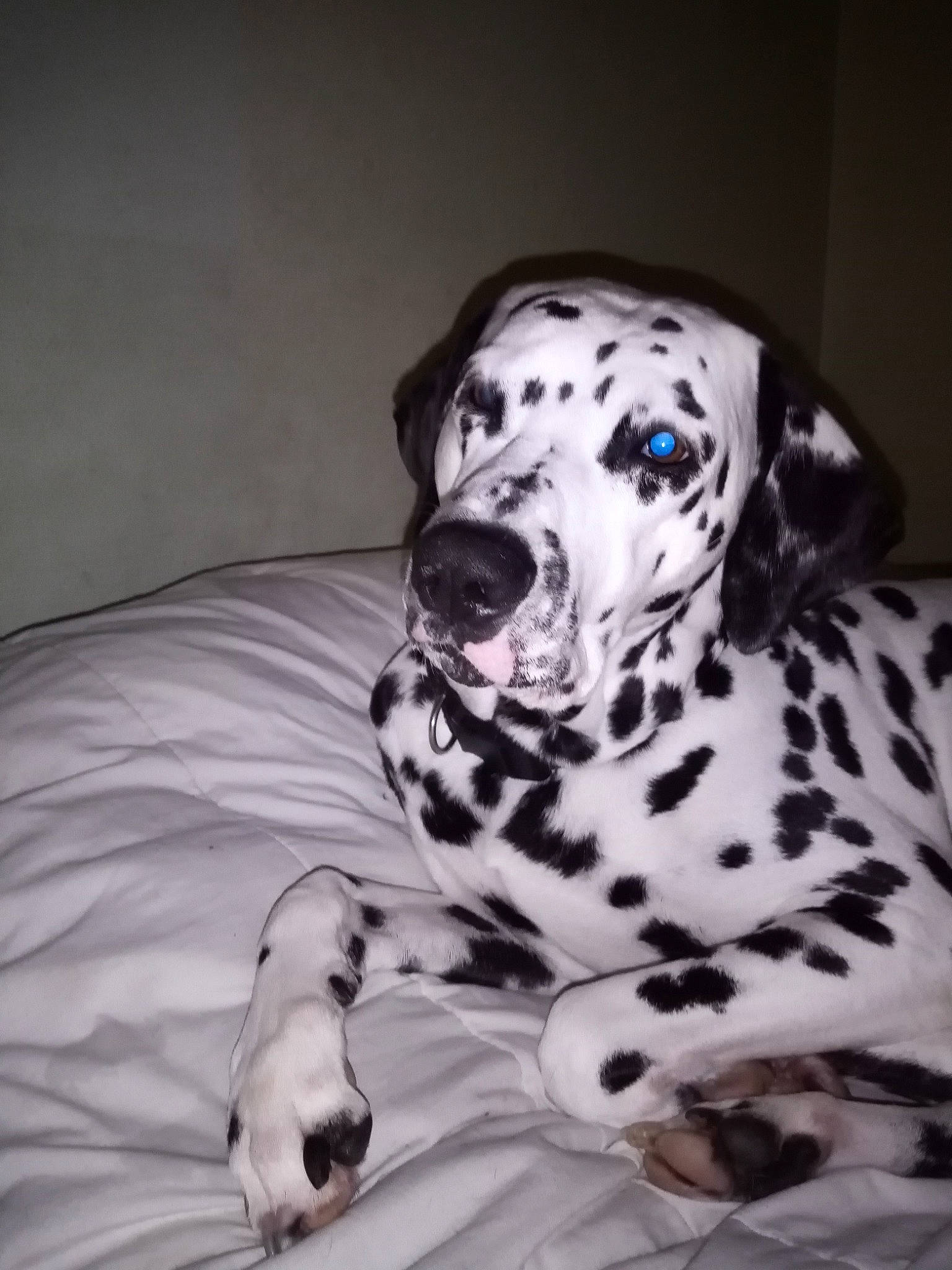 Djamsy a rejoint le concours — aidez-le/la à gagner de superbes lots ! bed, bed_sheet, bedding, bedroom, canidae, carnivore, companion_dog, dalmatian, dog, dog_breed, dog_supply, duvet, linens, mammal, paw, snout, sporting_group, whiskers, working_animal, working_dog