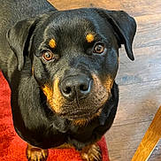 Zorro joined the competition — help win amazing prizes! rottweiler, dog, pet, close_up, black_fur, brown_fur, indoor, floor, wooden_floor, red_rug, looking_up, canine, animal, mammal, ears, eyes, nose, paw, furniture, domestic