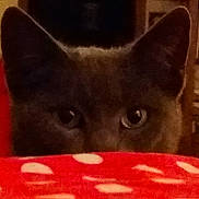 Tomy a rejoint le concours — aidez-le/la à gagner de superbes lots ! animal, background, blurred_background, cat, close_up, cozy, curious, domestic_animal, ears, eyes, face, feline, fur, indoor, mammal, peeking, pet, polka_dot, red, whiskers