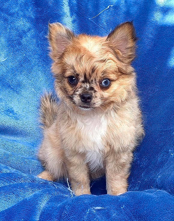 Seijuro participe au concours pour gagner de l'argent avec cette photo : canidae, carnivore, chihuahua, companion_dog, dog, dog_breed, fawn, mammal, morkie, pomeranian, puppy, rare_breed_dog, snout, tibetan_spaniel, toy_dog, vertebrate, whiskers