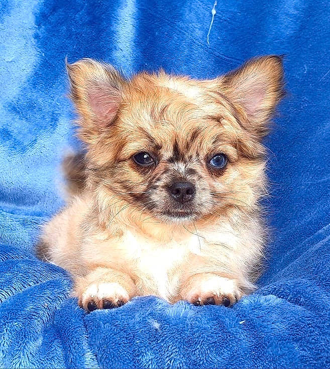 Seijuro participe au concours pour gagner de l'argent avec cette photo : canidae, carnivore, chihuahua, chinese_imperial_dog, companion_dog, dog, dog_breed, fawn, mammal, morkie, pomeranian, puppy, rare_breed_dog, snout, sporting_group, tibetan_spaniel, toy_dog, vertebrate, whiskers