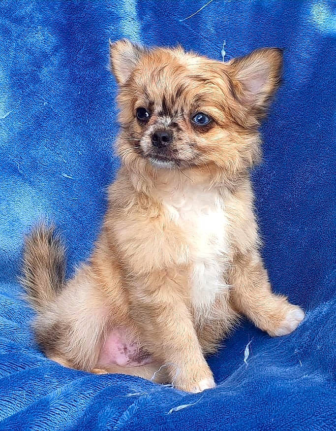 Seijuro a rejoint le concours — aidez-le/la à gagner de superbes lots ! canidae, carnivore, chihuahua, chinese_imperial_dog, companion_dog, dog, dog_breed, fawn, maltepoo, mammal, morkie, pekapoo, poodle_crossbreed, puppy, rare_breed_dog, sporting_group, toy_dog, vertebrate, whiskers, yorkipoo