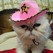 Ennie Beannie joined the competition — help win amazing prizes! animal, blanket, cat, closeup, cowboy_hat, cozy, cute, domestic_animal, face, feline, fluffy, hat, indoor, leopard_print, pet, pink, portrait, sitting, whiskers, white_cat