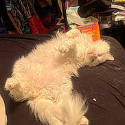 Versace James Ii is registered to the contest to win money with this photo: cat, white_cat, fluffy, long_hair, sleeping, relaxed, upside_down, lying_down, paws, pink_nose, closed_eyes, tail, pet, animal, bed, bedroom, closet, clothing, indoor, cozy