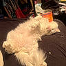 cat, white_cat, fluffy, long_hair, sleeping, relaxed, upside_down, lying_down, paws, pink_nose, closed_eyes, tail, pet, animal, bed, bedroom, closet, clothing, indoor, cozy